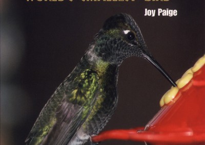 Rigby_HummingBird